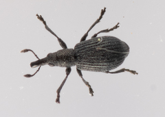 Perapion curtirostre