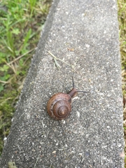 Fruticicola fruticum