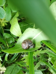 Fruticicola fruticum