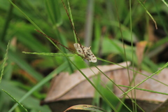Sameodes cancellalis