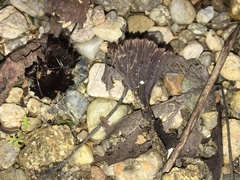 Thelephora caryophyllea