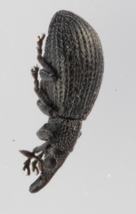 Perapion curtirostre