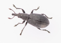 Perapion curtirostre