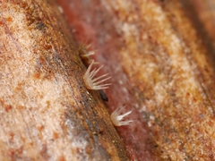 Hispidula dicksoniae