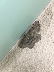 Peribatodes rhomboidaria