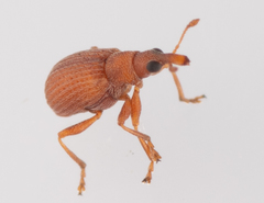 Apion haematodes