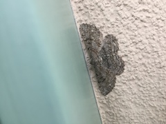 Peribatodes rhomboidaria