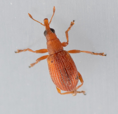 Apion haematodes