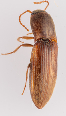 Agriotes sputator