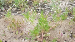 Erodium stephanianum
