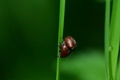 Chrysolina polita