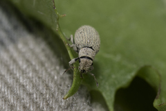 Foucartia squamulata