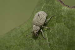 Foucartia squamulata