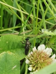 Dioctria atricapilla