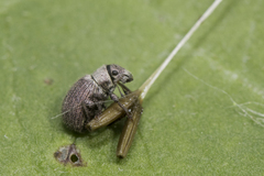 Foucartia squamulata