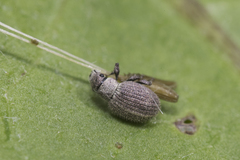 Foucartia squamulata