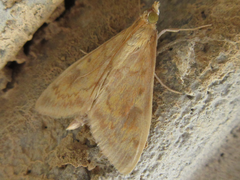 Ostrinia scapulalis