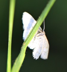 Idaea pallidata
