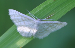 Idaea pallidata
