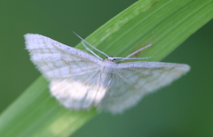 Idaea pallidata