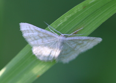 Idaea pallidata