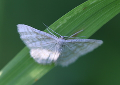 Idaea pallidata