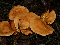 Cortinarius memoria-annae
