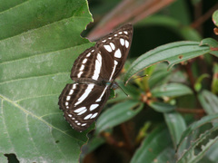 Phaedyma columella singa