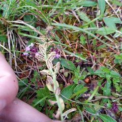 Uromyces scutellatus