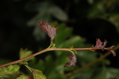 Podosphaera clandestina