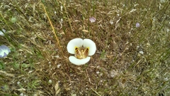 Calochortus vestae