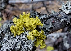 Vulpicida canadensis