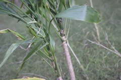 Cordyline manners-suttoniae