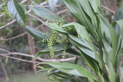 Cordyline manners-suttoniae