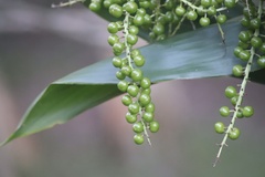 Cordyline manners-suttoniae