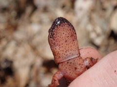 Pseudotriton ruber schencki