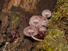 Mycena kurramulla