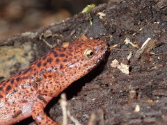 Pseudotriton ruber schencki