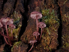 Mycena kurramulla