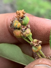 Gymnosporangium amelanchieris