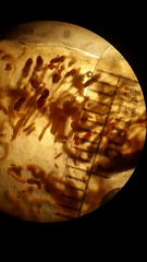 Aplousobranchia