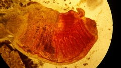 Aplousobranchia