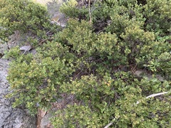 Quercus vacciniifolia