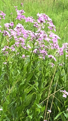 Hesperis matronalis