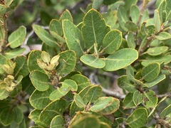 Quercus vacciniifolia