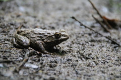Glandirana rugosa