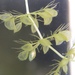 Aldrovanda vesiculosa - Photo (c) Arthur Chapman,  זכויות יוצרים חלקיות (CC BY-NC-SA)