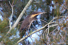 Ixobrychus flavicollis