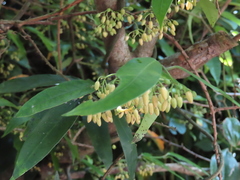 Gardneria multiflora