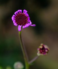 Othonna cakilifolia
